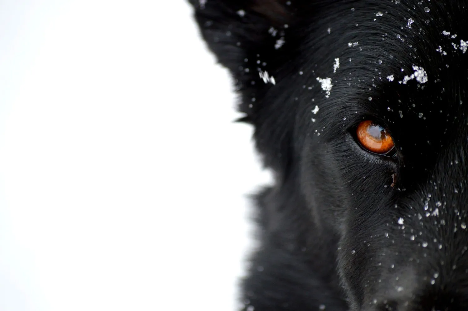 Hund von MTSC-Global 