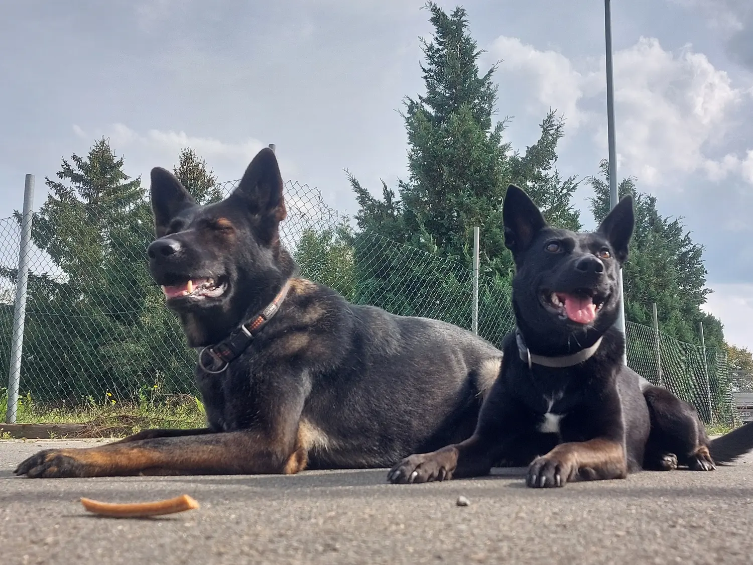 Hunde von MTSC-Global 