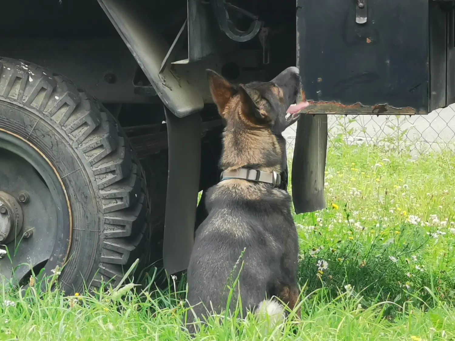 Hund von MTSC-Global 