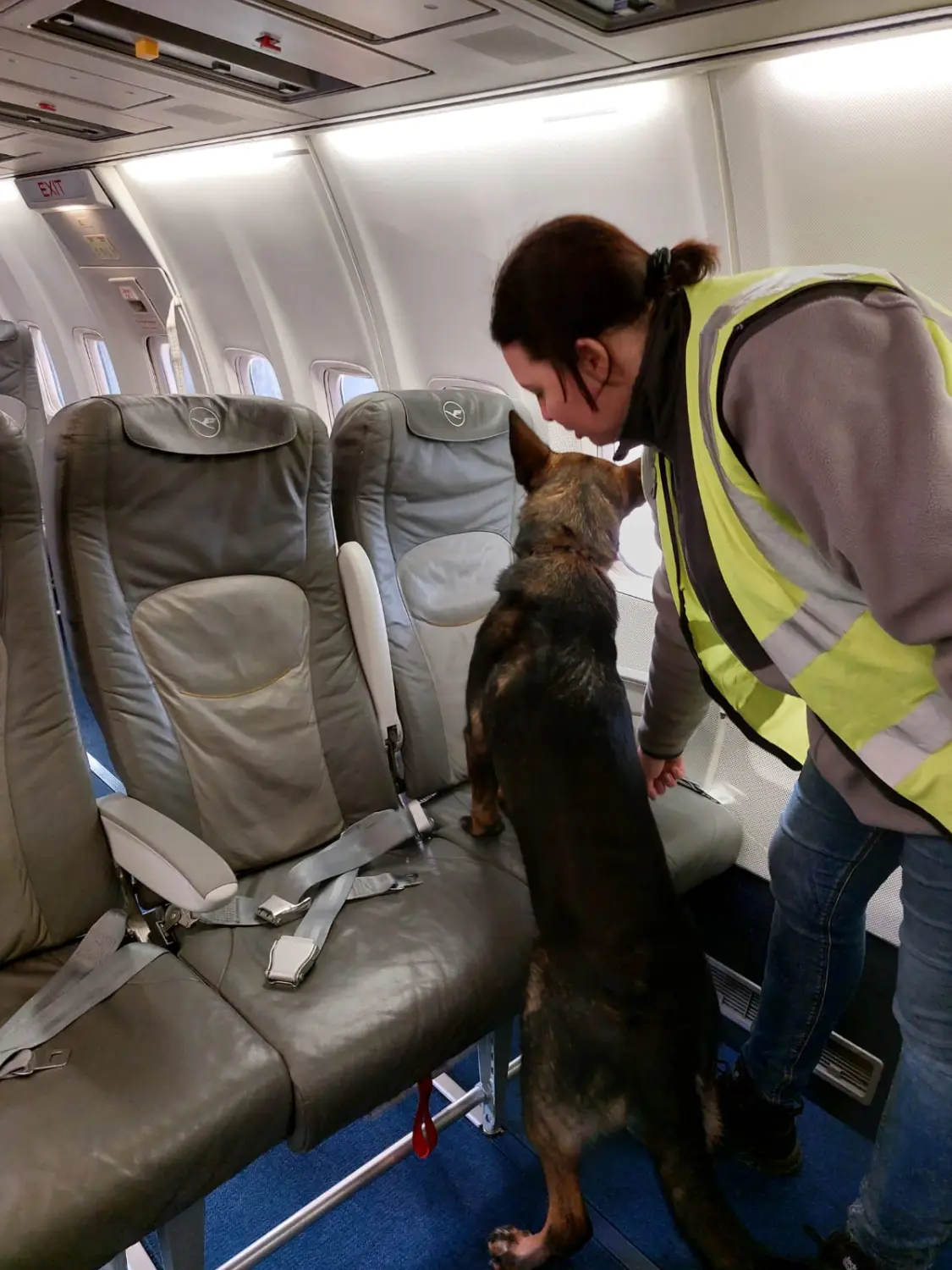 Hund im Flugzeug mit Sicherheitsfrau von MTSC-Global 